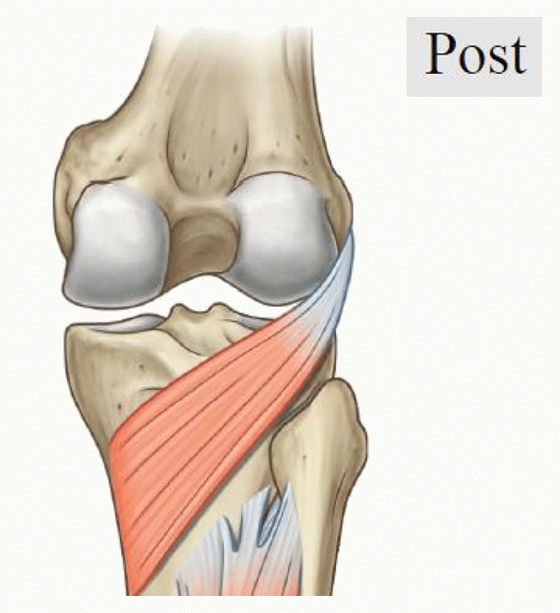 Muscle poplité à la face postérieure du genou, tendu du condyle fémoral latéral au tibia