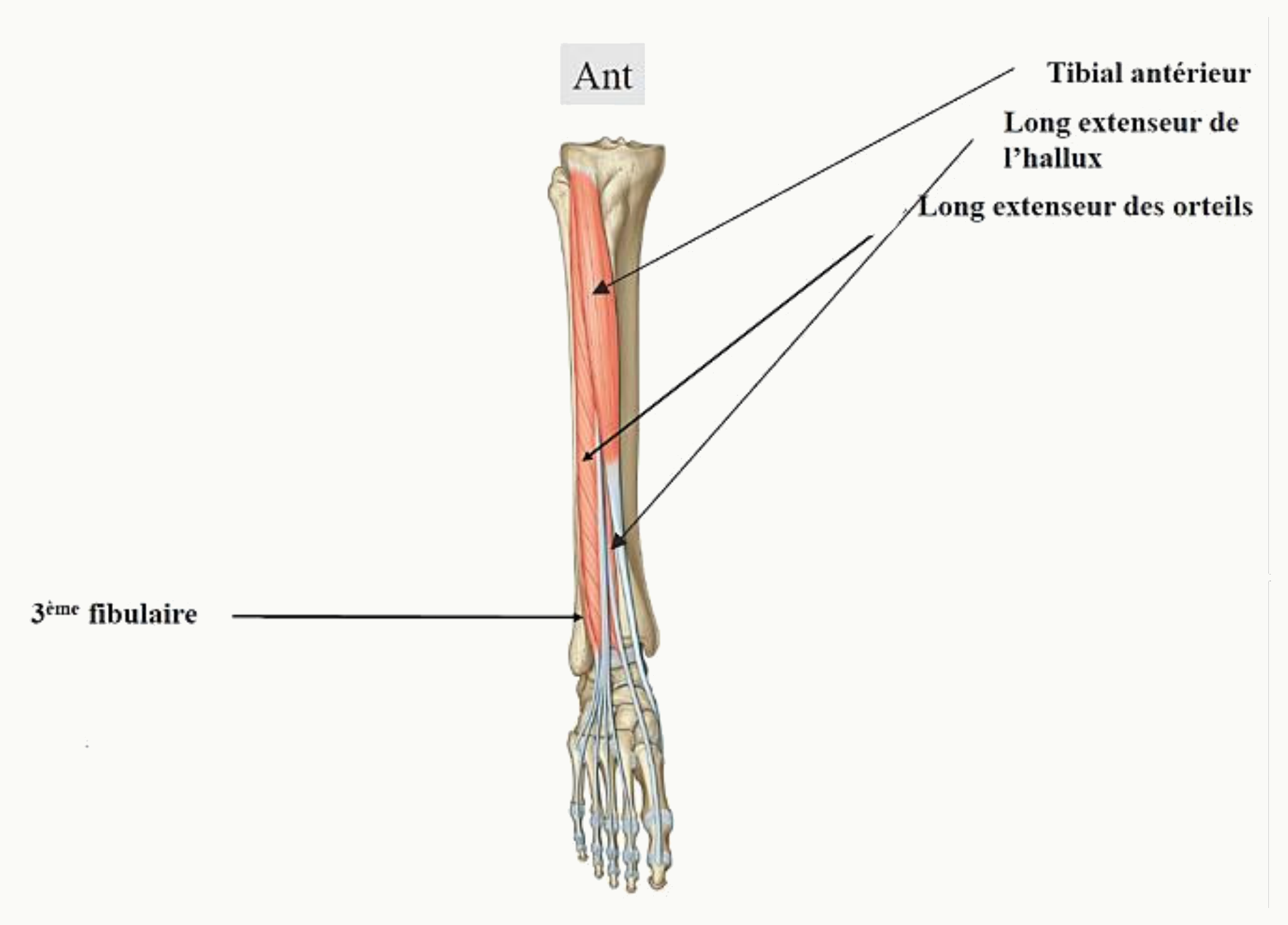 Loge antérieure de la jambe : tibial antérieur, long extenseur des orteils et long extenseur de l'hallux