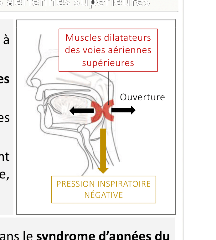 Schéma sagittal montrant les muscles dilatateurs des voies aériennes supérieures avec les flèches d'ouverture et la pression inspiratoire négative (flèche vers le bas) qui tendrait à provoquer un collapsus sans leur activation.