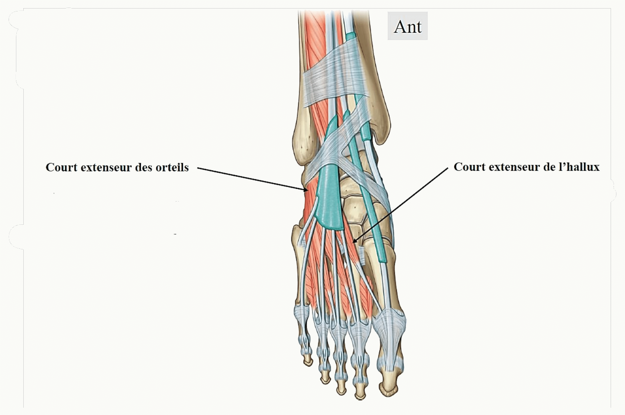 Muscles dorsaux du pied : court extenseur des orteils et court extenseur de l'hallux