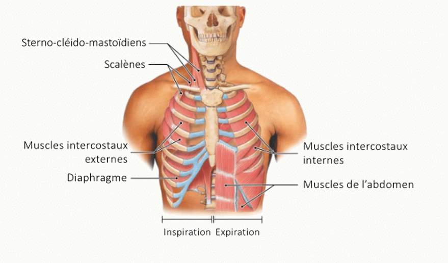 Schéma anatomique du thorax montrant les muscles inspiratoires principaux : sterno-cléido-mastoïdiens, scalènes, muscles intercostaux externes, diaphragme et muscles de l'abdomen, avec indication inspiration et expiration.