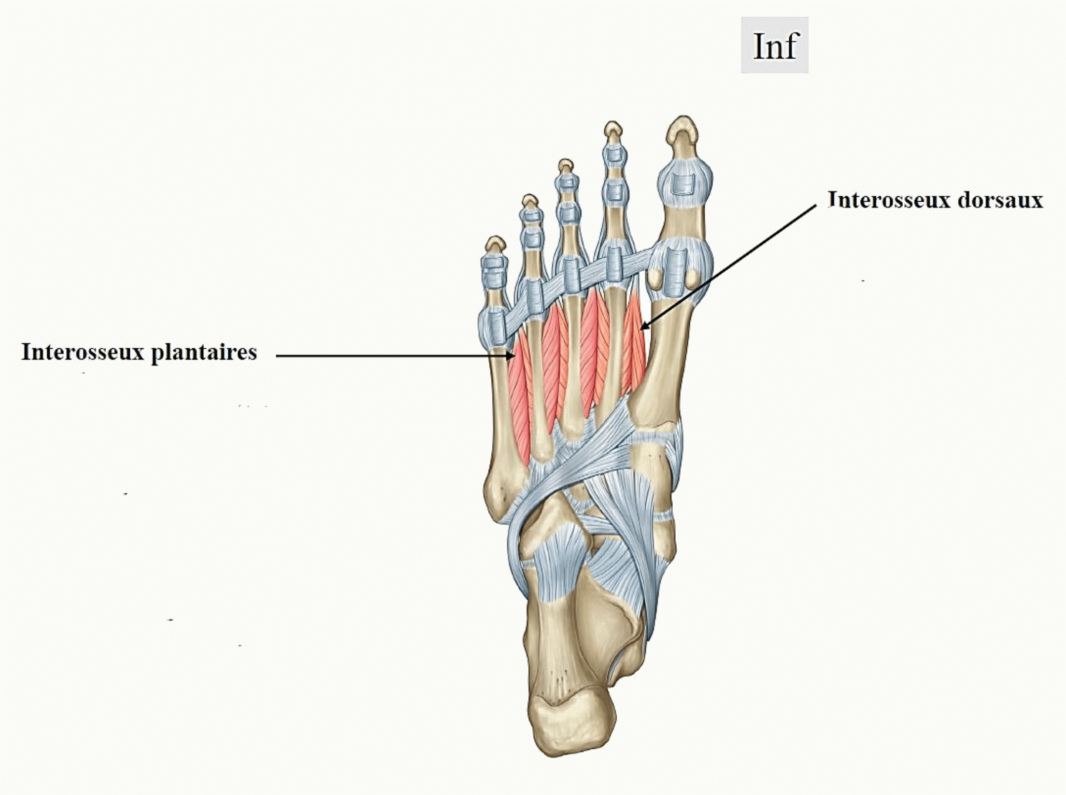 Muscles interosseux du pied : interosseux plantaires et interosseux dorsaux entre les métatarsiens