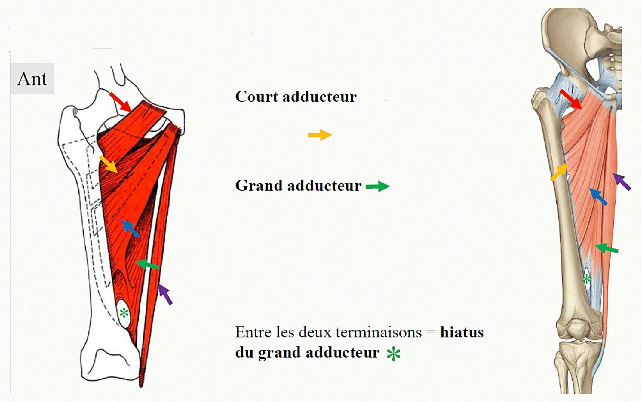 Plan profond des muscles médiaux de la cuisse : court adducteur et grand adducteur, avec le hiatus des adducteurs