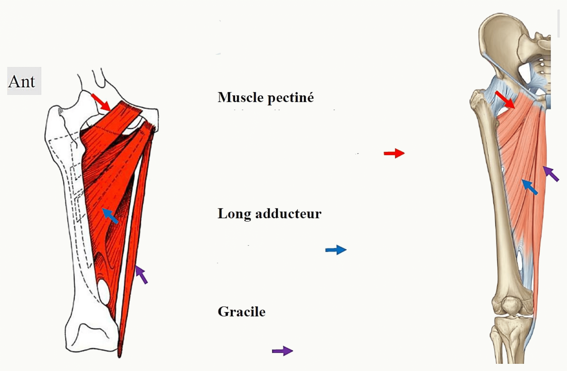 Plan superficiel des muscles médiaux de la cuisse : pectiné, long adducteur et gracile