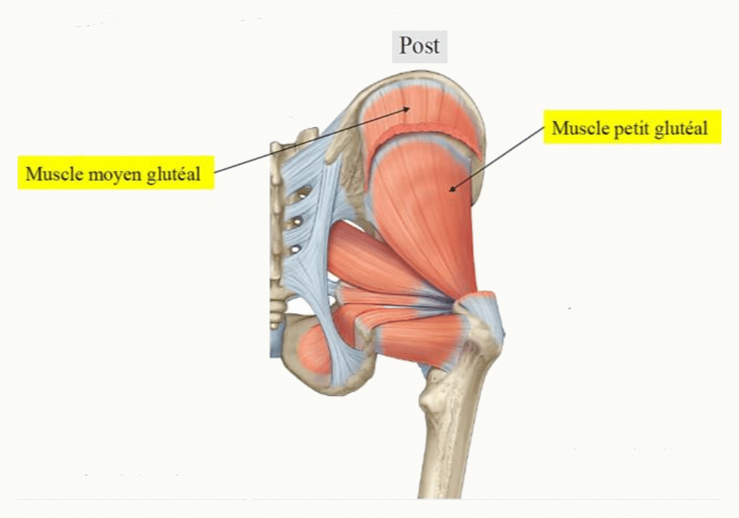 Muscles moyen et petit glutéaux sur la face latérale de l'os coxal, sous le grand glutéal