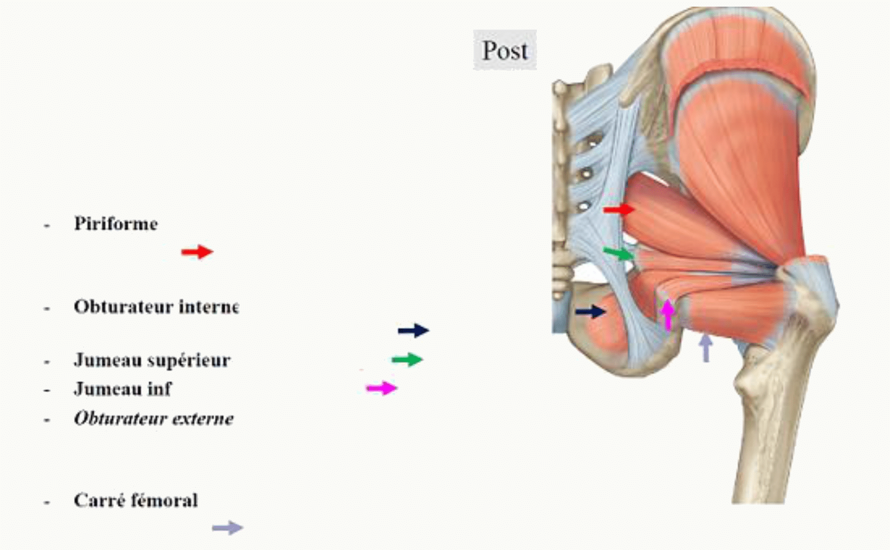 Muscles pelvi-trochantériens en vue postérieure : piriforme, obturateurs interne et externe, jumeaux et carré fémoral