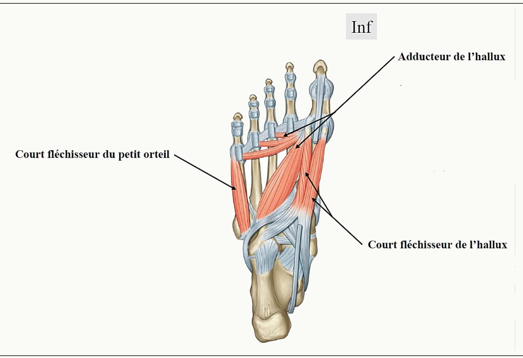 Plan plantaire profond : court fléchisseur de l'hallux, adducteur de l'hallux et muscles du petit orteil