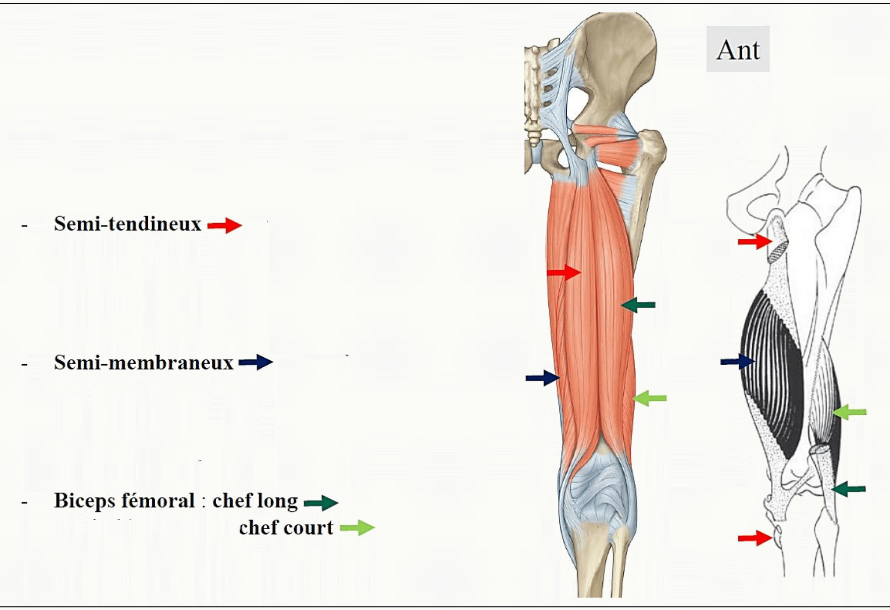 Muscles postérieurs de la cuisse : biceps fémoral, semi-tendineux et semi-membraneux (ischio-jambiers)