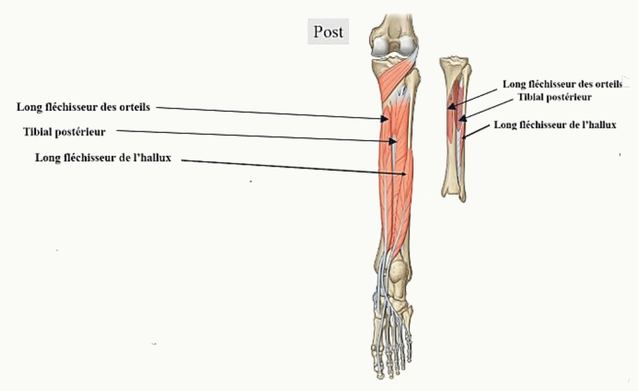 Plan postérieur profond de la jambe : tibial postérieur, long fléchisseur des orteils et long fléchisseur de l'hallux