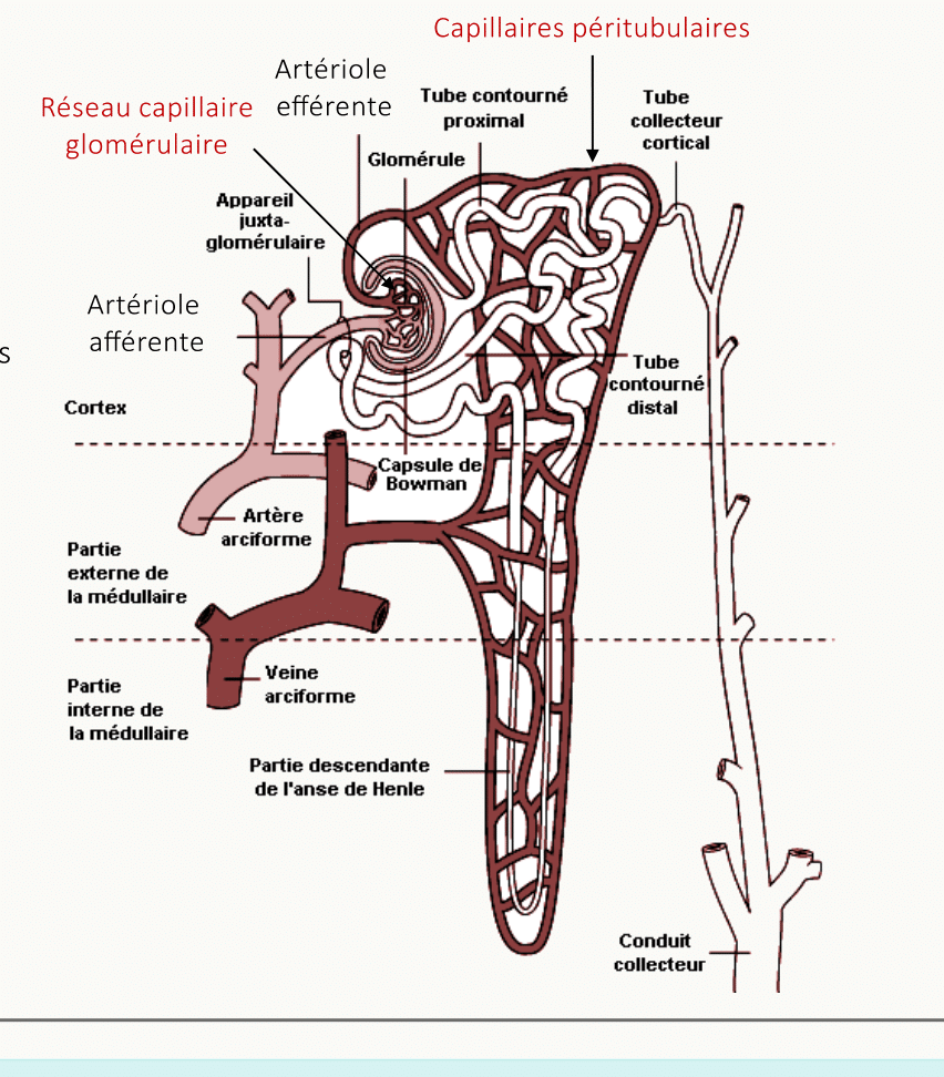 Vue synthétique d'un néphron avec appareil juxtaglomérulaire, tube contourné proximal, anse de Henlé (branches fine descendante, fine ascendante, large ascendante), tube contourné distal, canal collecteur et capillaires péritubulaires