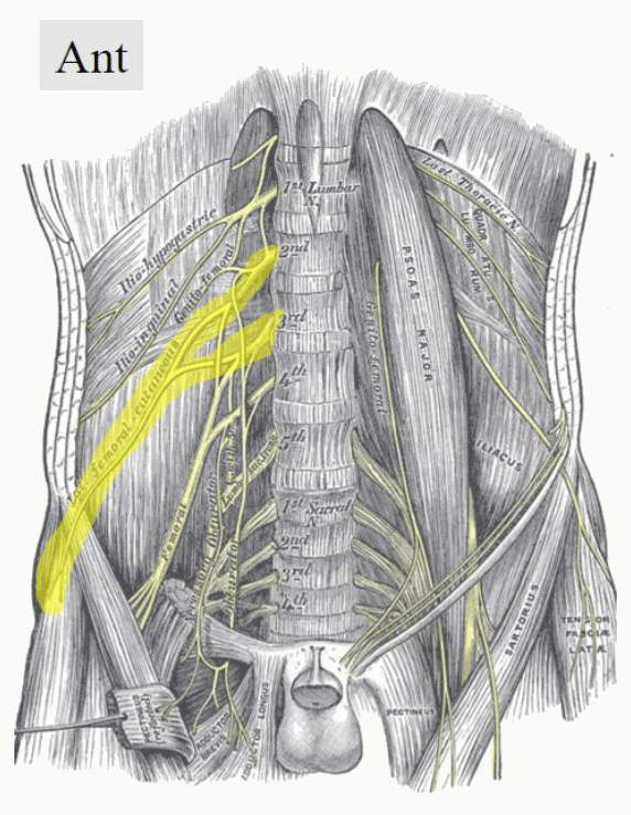 Nerf fémoral et son trajet dans le pelvis, entre le psoas et l'iliaque jusqu'à la lacune musculaire