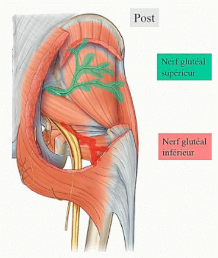 Nerf glutéal inférieur sortant du bassin sous le piriforme pour le muscle grand glutéal