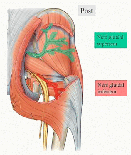 Nerf glutéal supérieur sortant du bassin au-dessus du piriforme pour les muscles moyen et petit glutéaux