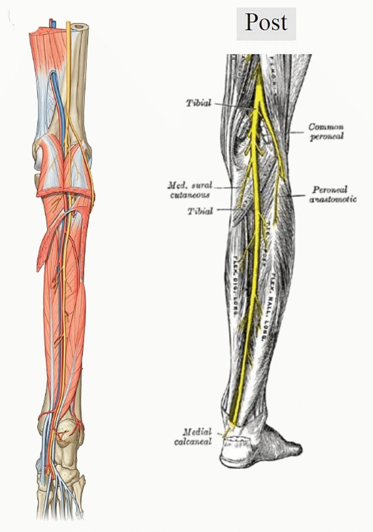 Nerf tibial dans la loge postérieure de la jambe et son passage sous la malléole médiale