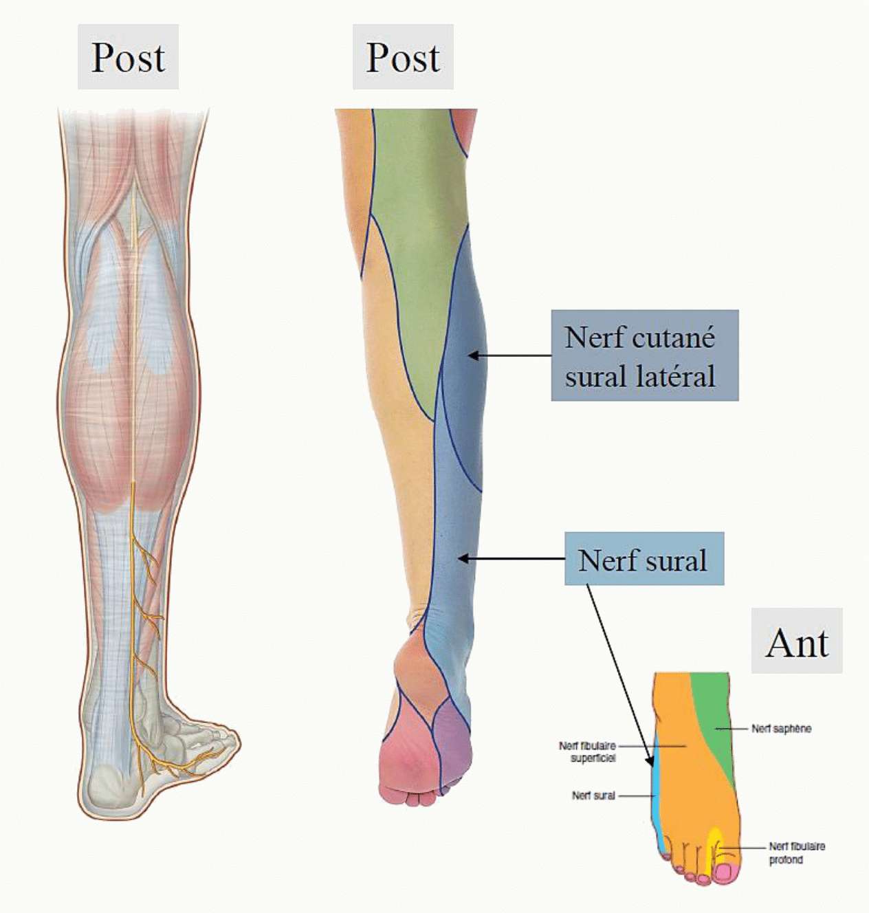 Nerfs cutanés de la jambe : nerf sural en arrière et nerf saphène en dedans