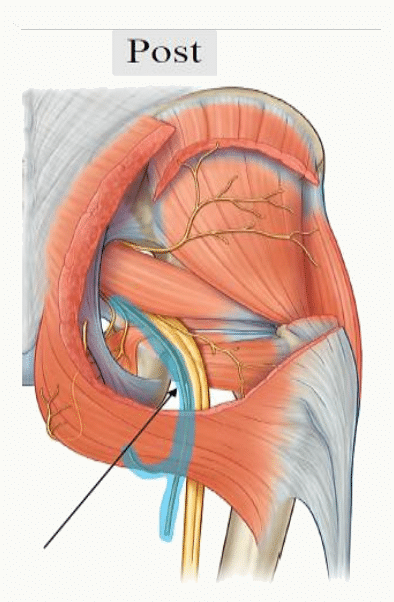 Nerfs glutéaux et sciatique en place dans la région fessière, autour du muscle piriforme