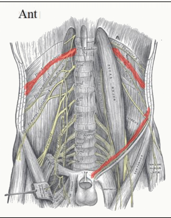 Nerfs ilio-hypogastrique et ilio-inguinal cheminant dans la paroi abdominale vers l'aine