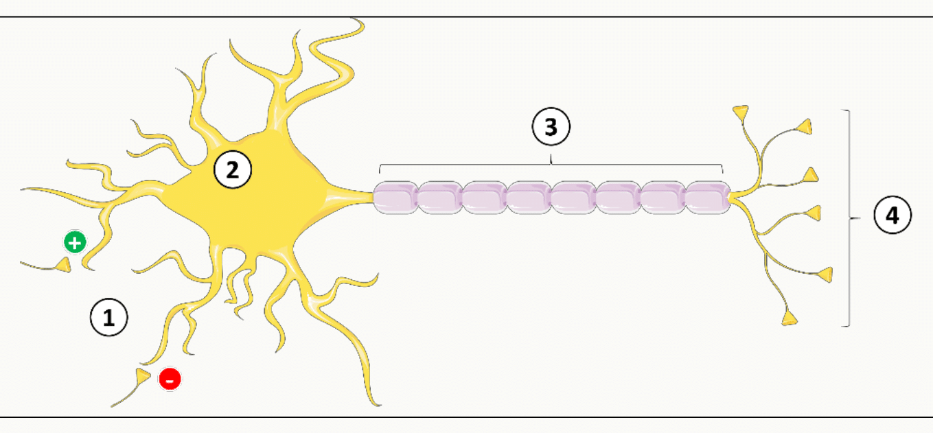 Schéma général d'un neurone avec ses quatre compartiments fonctionnels.