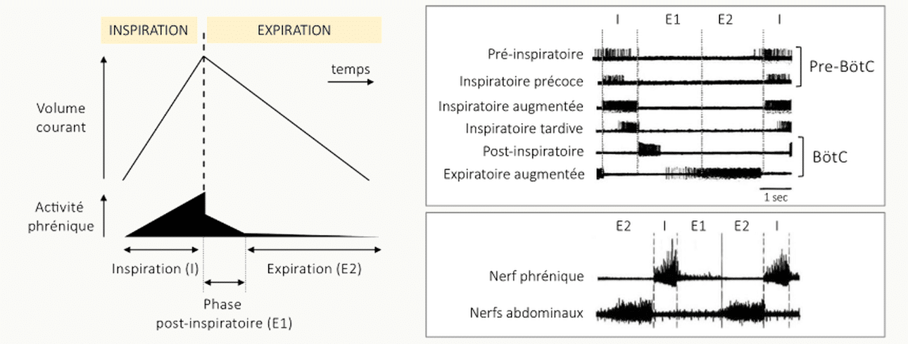 Schéma du patron d'activation des différents groupes de neurones respiratoires (pré-inspiratoires, inspiratoires, post-inspiratoires, expiratoires) au cours du cycle respiratoire.
