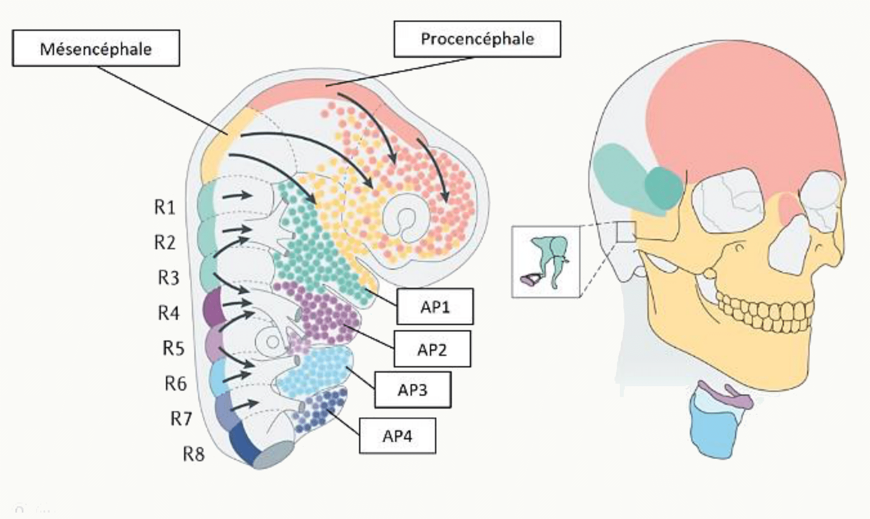Coupe transversale de l'embryon au stade de la neurulation montrant les bourrelets neuraux, la gouttière neurale et les trois régions du tube neural primitif (proencéphale, mésencéphale, rhombencéphale)