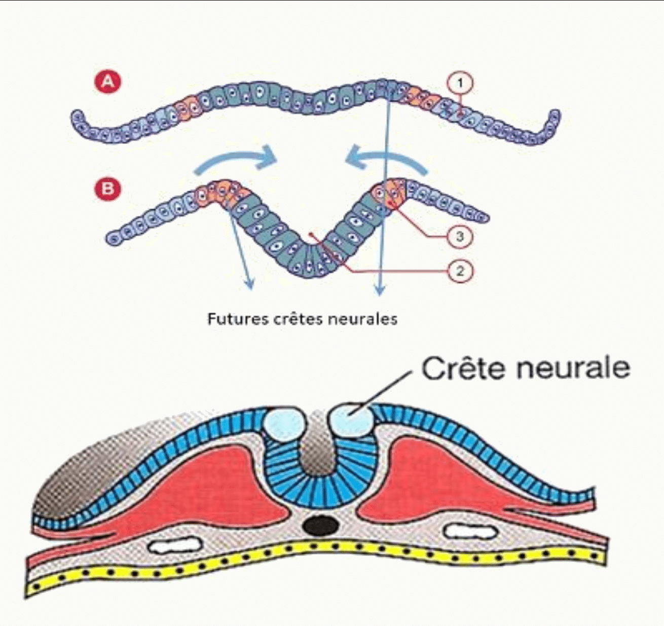 Vue dorsale de l'embryon montrant la plaque neurale, les bourrelets neuraux, la gouttière neurale et l'apparition des futures crêtes neurales