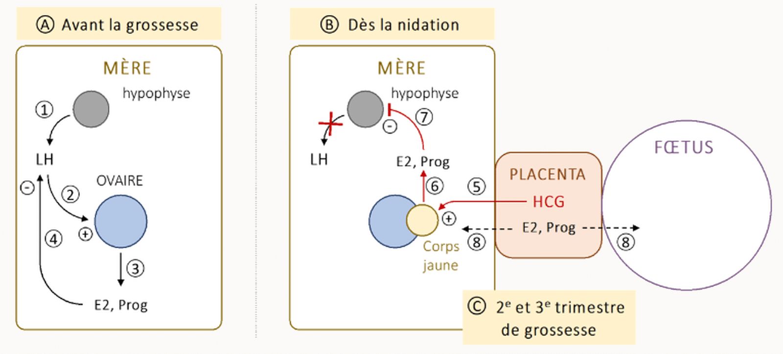 Schéma comparatif contrôle hormonal avant grossesse et après nidation.