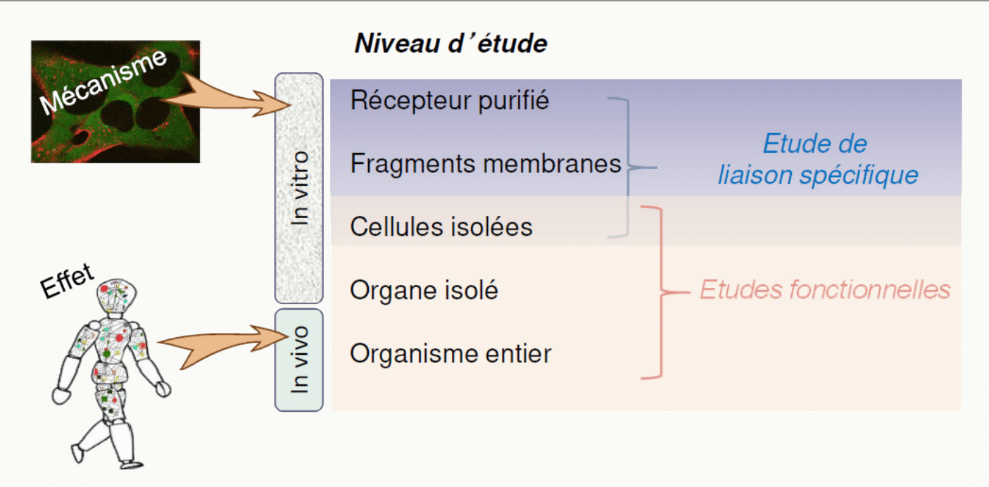 Niveaux d'étude en pharmacologie : macroscopique in vivo et microscopique in vitro