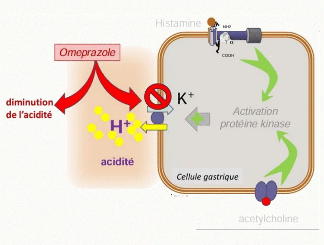 Oméprazole pompe à protons inhibition acidité gastrique