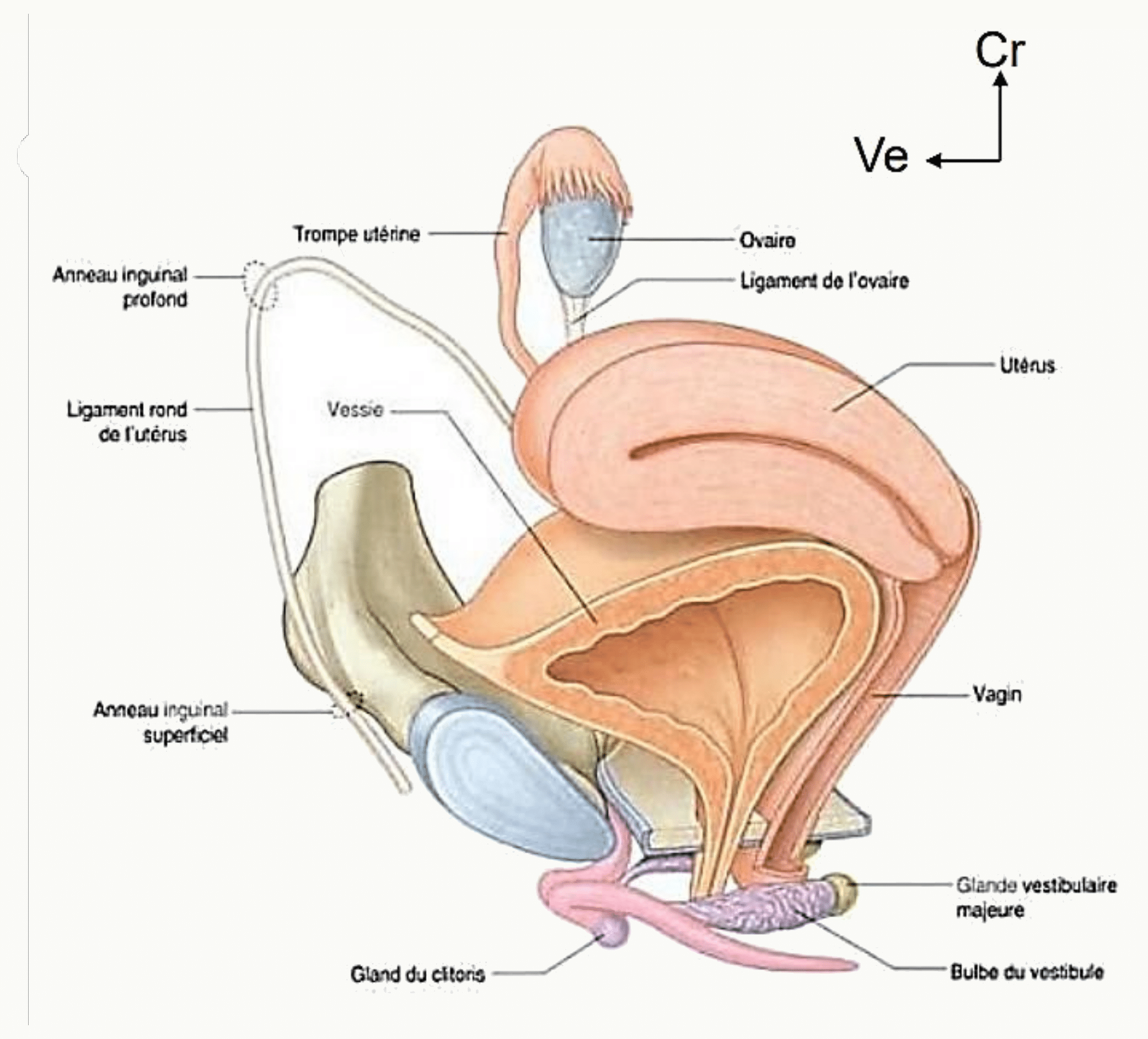 Organes génitaux féminins en coupe sagittale : ovaire, trompe, utérus, vagin et vulve