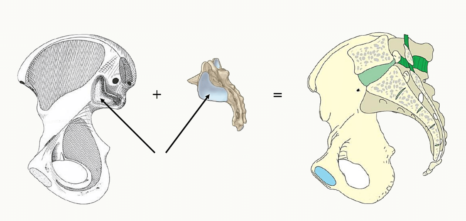 Assemblage de l'os coxal et du sacrum : articulation sacro-iliaque, symphyse pubienne et acétabulum
