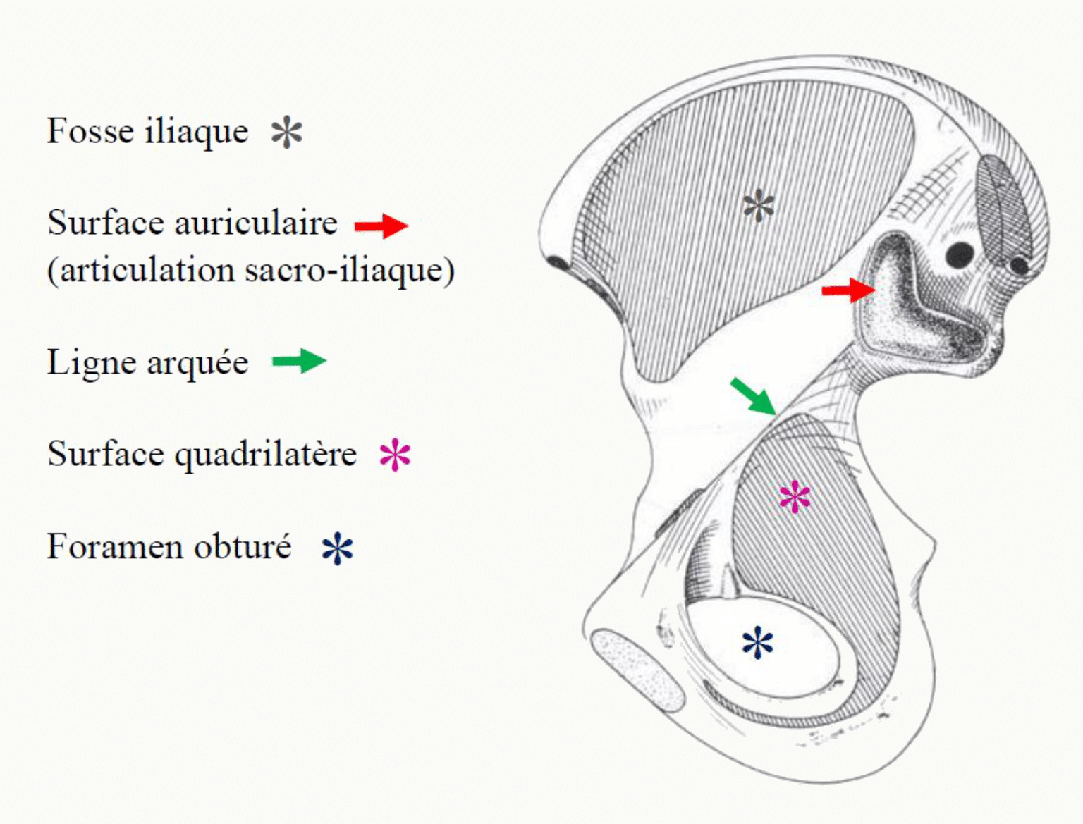 Face endopelvienne de l'os coxal : fosse iliaque, surface auriculaire, ligne arquée, surface quadrilatère et foramen obturé