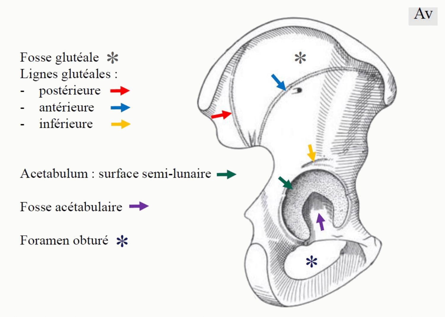 Face exopelvienne de l'os coxal : fosse glutéale, lignes glutéales antérieure, postérieure et inférieure, surface semi-lunaire et fosse acétabulaire