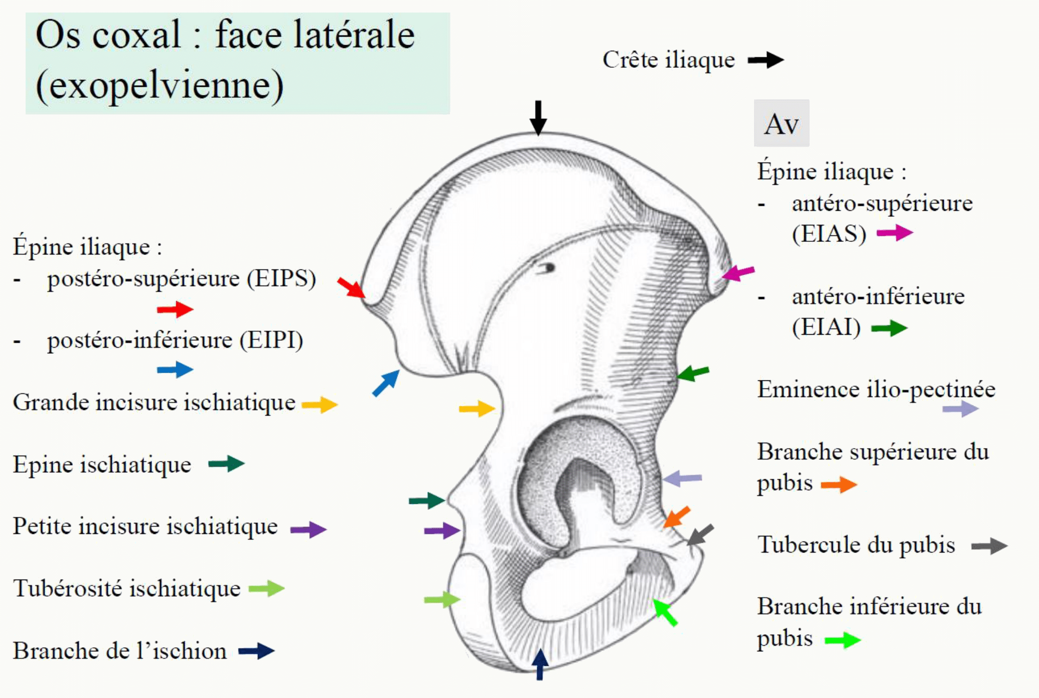 Os coxal en vue latérale : crête iliaque, EIAS, EIAI, EIPS, EIPI, épine ischiatique, tubérosité ischiatique et branches du pubis
