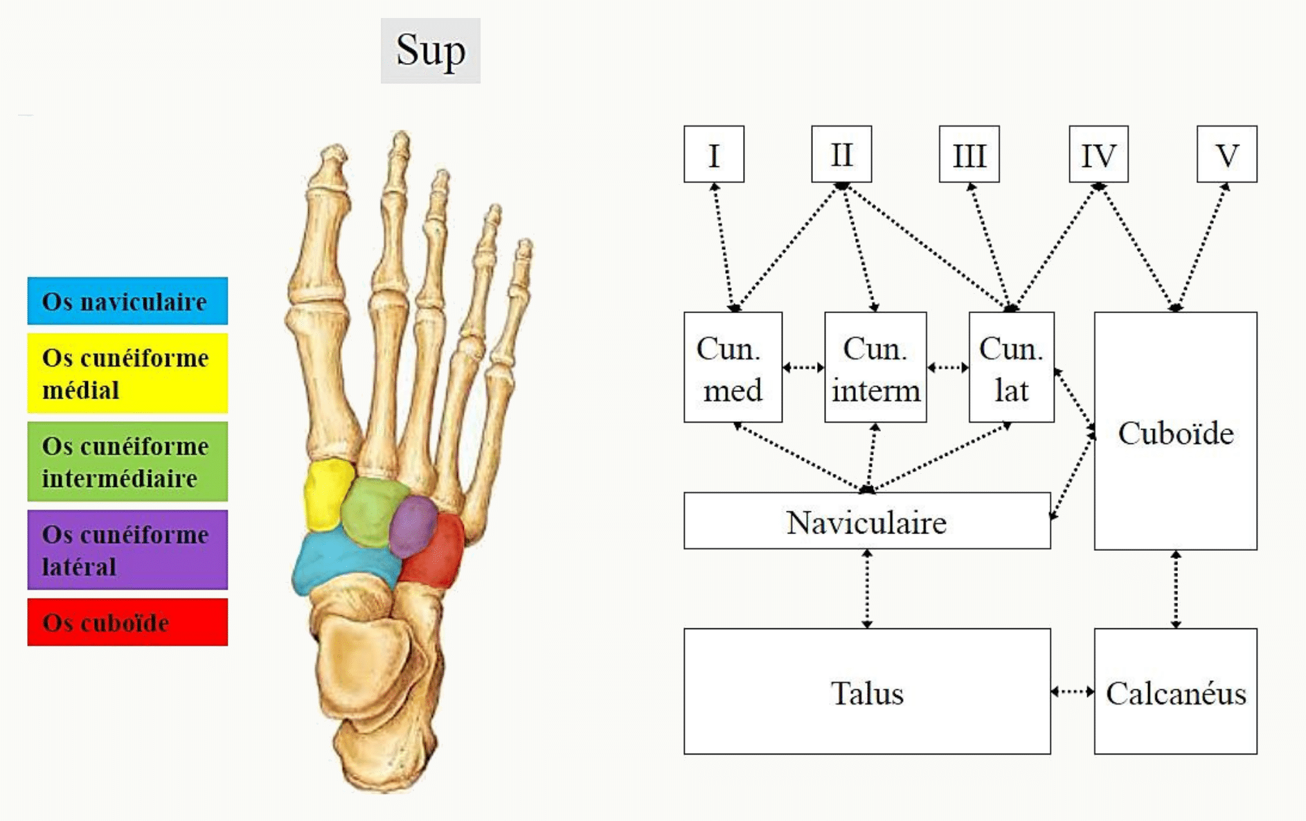Os du tarse antérieur coloriés sur un pied vu de dessus et organigramme des articulations tarso-métatarsiennes