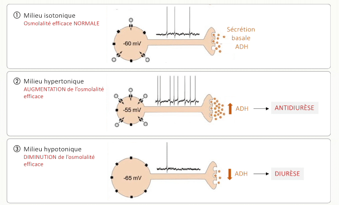 Triple schéma de la réponse d'un osmorécepteur à trois états d'osmolalité efficace : milieu isotonique (potentiel de repos −60 mV, sécrétion basale d'ADH), milieu hypertonique (dépolarisation à −55 mV, salves de PA, ADH ↑ et antidiurèse), milieu hypotonique (hyperpolarisation à −65 mV, silence électrique, ADH ↓ et diurèse)
