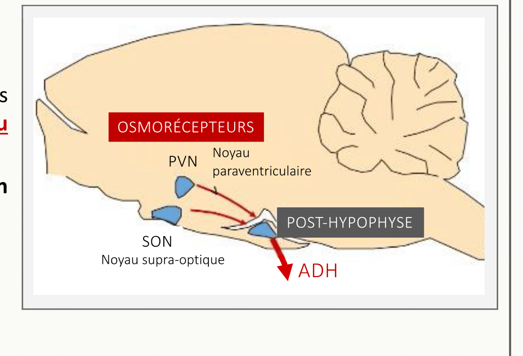 Schéma des osmorécepteurs hypothalamiques détectant l'augmentation d'osmolalité plasmatique, connexion au noyau supra-optique SON et au noyau paraventriculaire PVN, sécrétion d'ADH par la post-hypophyse, et déclenchement de la soif