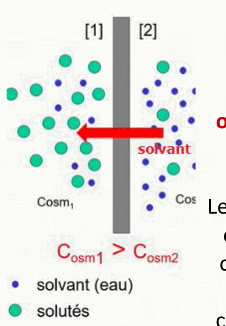 Deux compartiments séparés par une membrane semi-perméable, mouvement du solvant du milieu hypotonique vers le milieu hypertonique