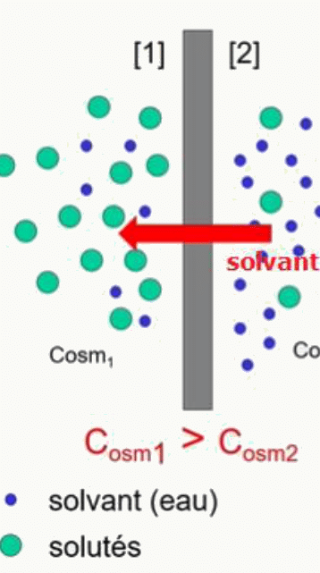 Osmose du solvant à travers une membrane hémi-perméable du compartiment le moins concentré en soluté vers le plus concentré.