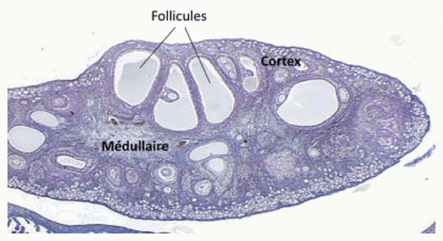 Ovaire en histologie : cortex périphérique riche en follicules et médullaire centrale