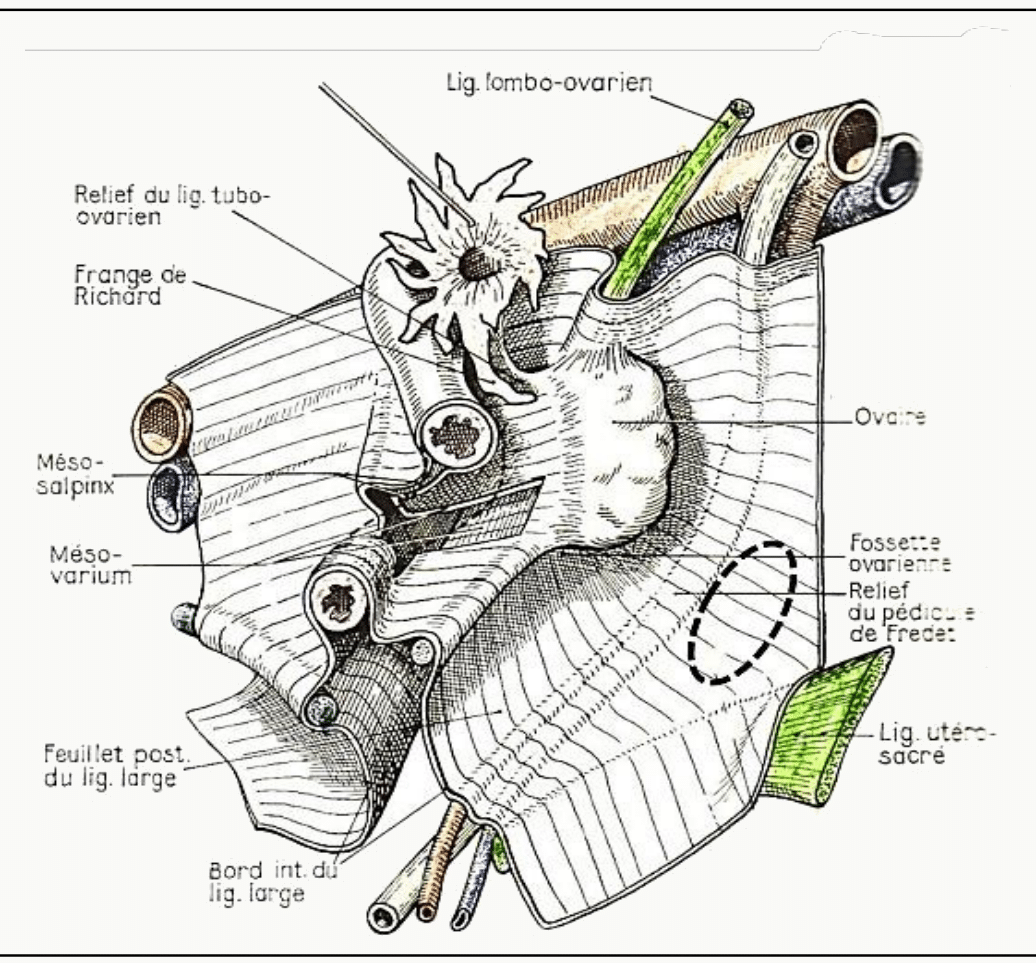 Ovaire vu de derrière avec le ligament lombo-ovarien, le ligament utéro-ovarien et le mésovarium