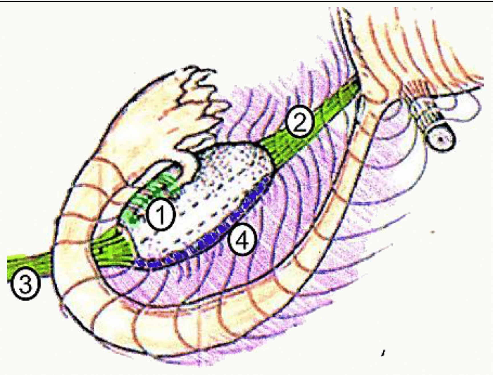 Schéma de l'évolution folliculaire dans l'ovaire, du follicule primordial à l'ovulation puis au corps jaune