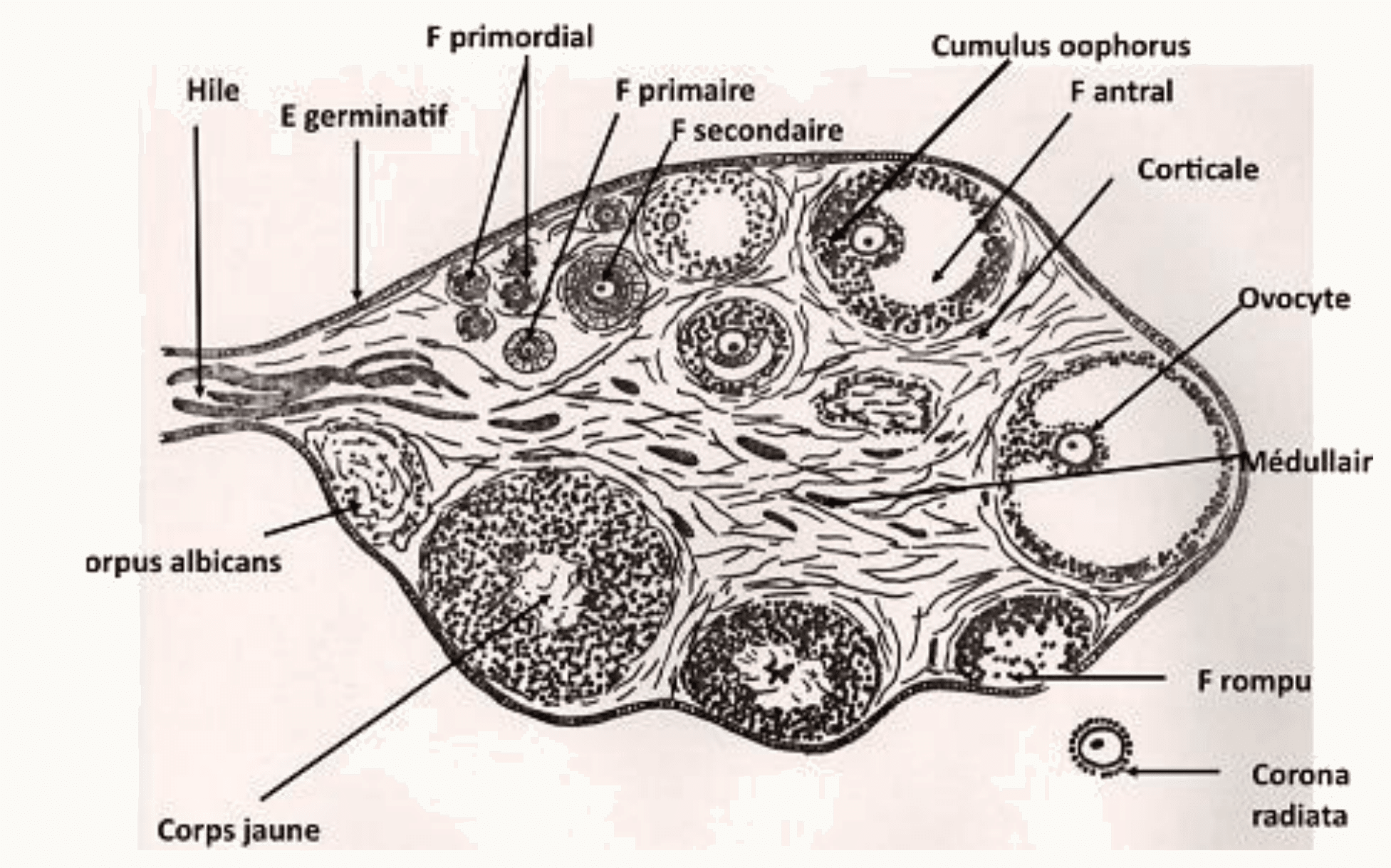 Coupe d'ovaire : follicules primordial à antral, follicule rompu, corps jaune et corps albicans, cortex et médullaire