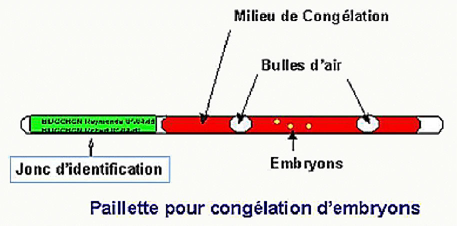 Schéma légendé d'une paillette de cryoconservation d'embryons : jonc d'identification, milieu de congélation, deux bulles d'air entourant les embryons, dispositif utilisé pour la vitrification en azote liquide.