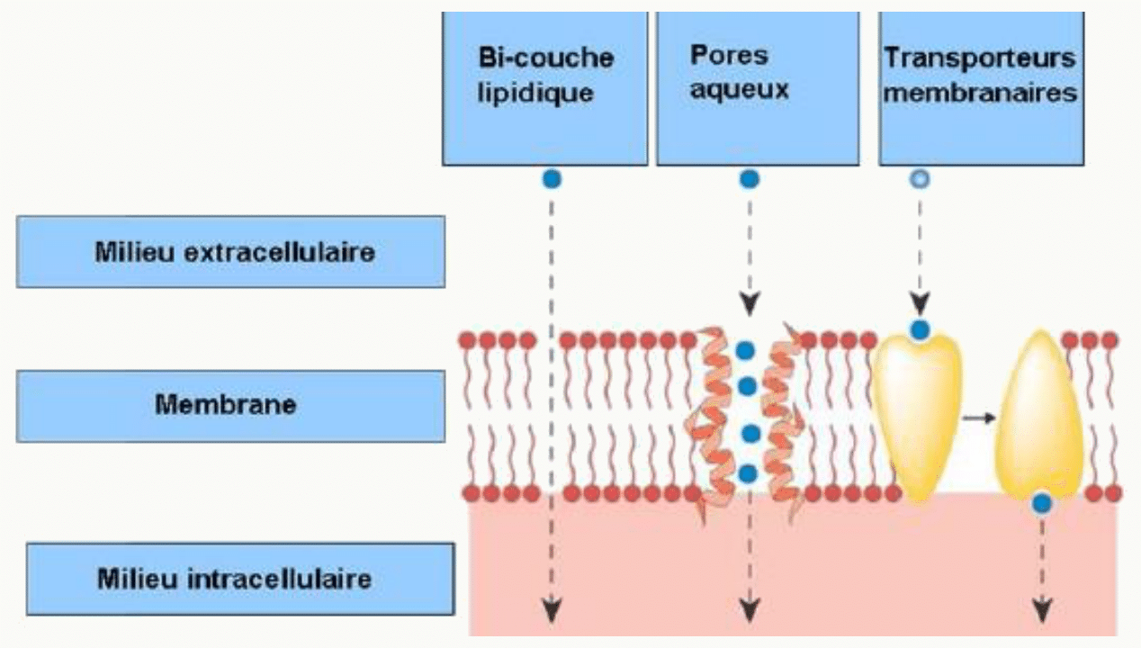 Passage membrane par diffusion, pores, transporteurs