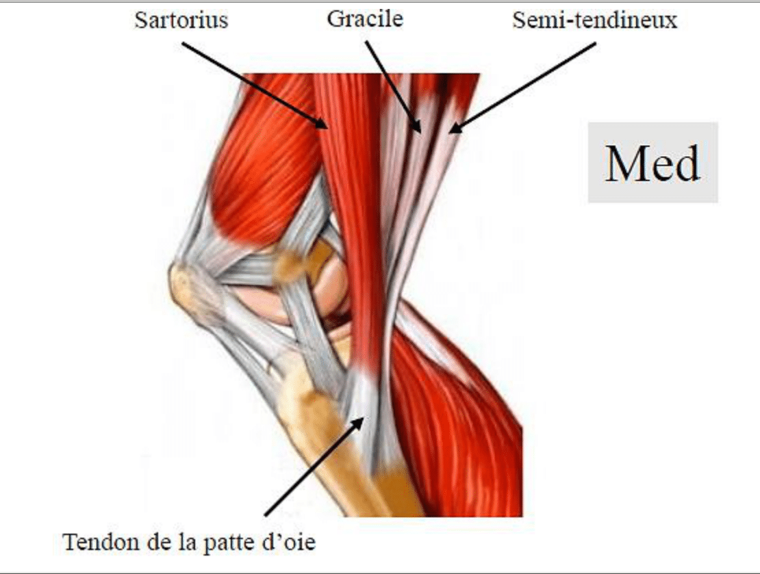 Dissection de la face médiale du genou : muscles sartorius, gracile, semi-tendineux et tendon commun de la patte d'oie