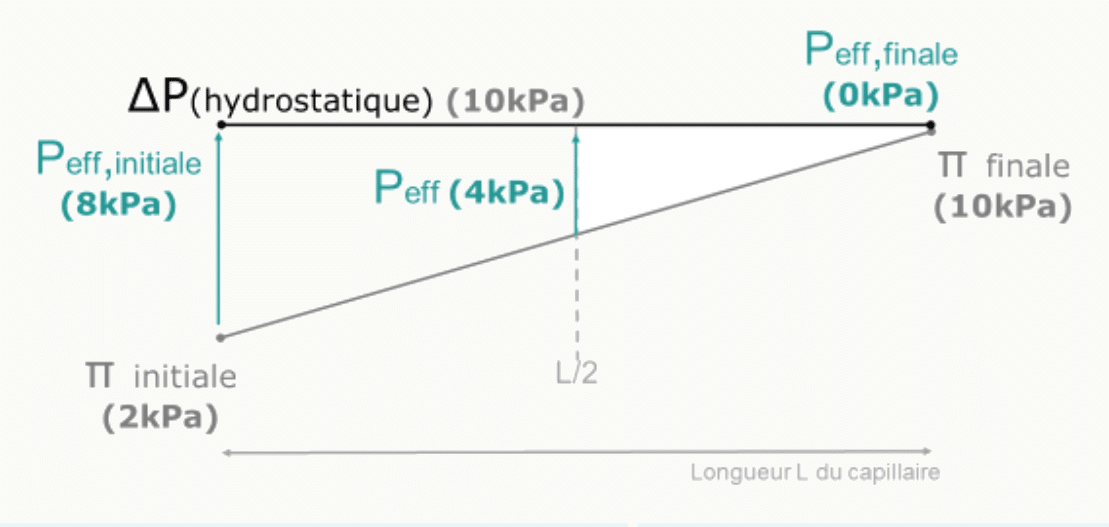 P_eff avec ΔP hydrostatique augmentée à 10 kPa : filtration nette prépondérante tout le long du capillaire.