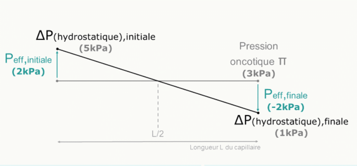 Cas de référence : P_eff varie de +2 kPa à −2 kPa le long du capillaire pour ΔP hydrostatique 5 kPa et π oncotique 3 kPa.