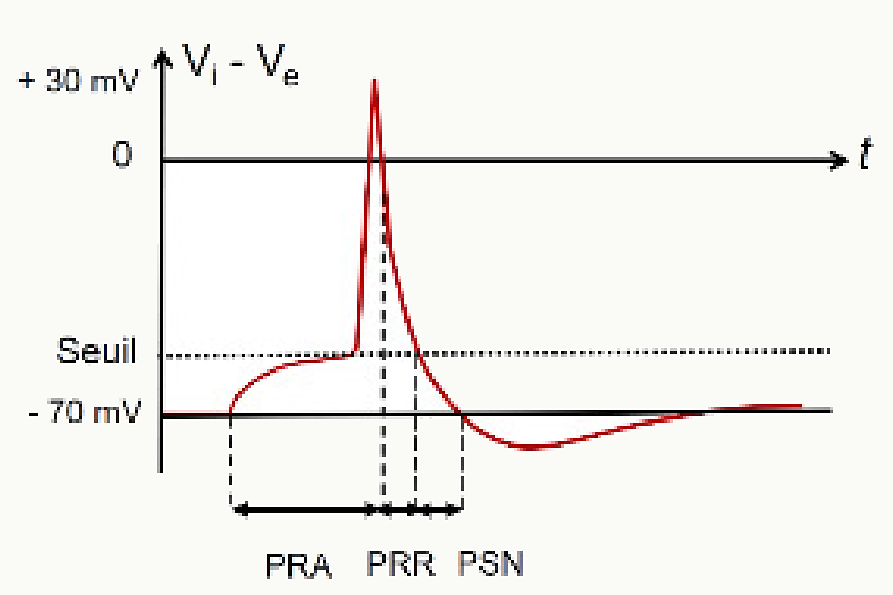 Potentiel d'action avec périodes réfractaire absolue (PRA), réfractaire relative (PRR) et supra-normale (PSN).
