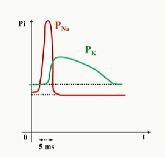Évolution des perméabilités membranaires P_Na (précoce) et P_K (retardée) pendant un PA.