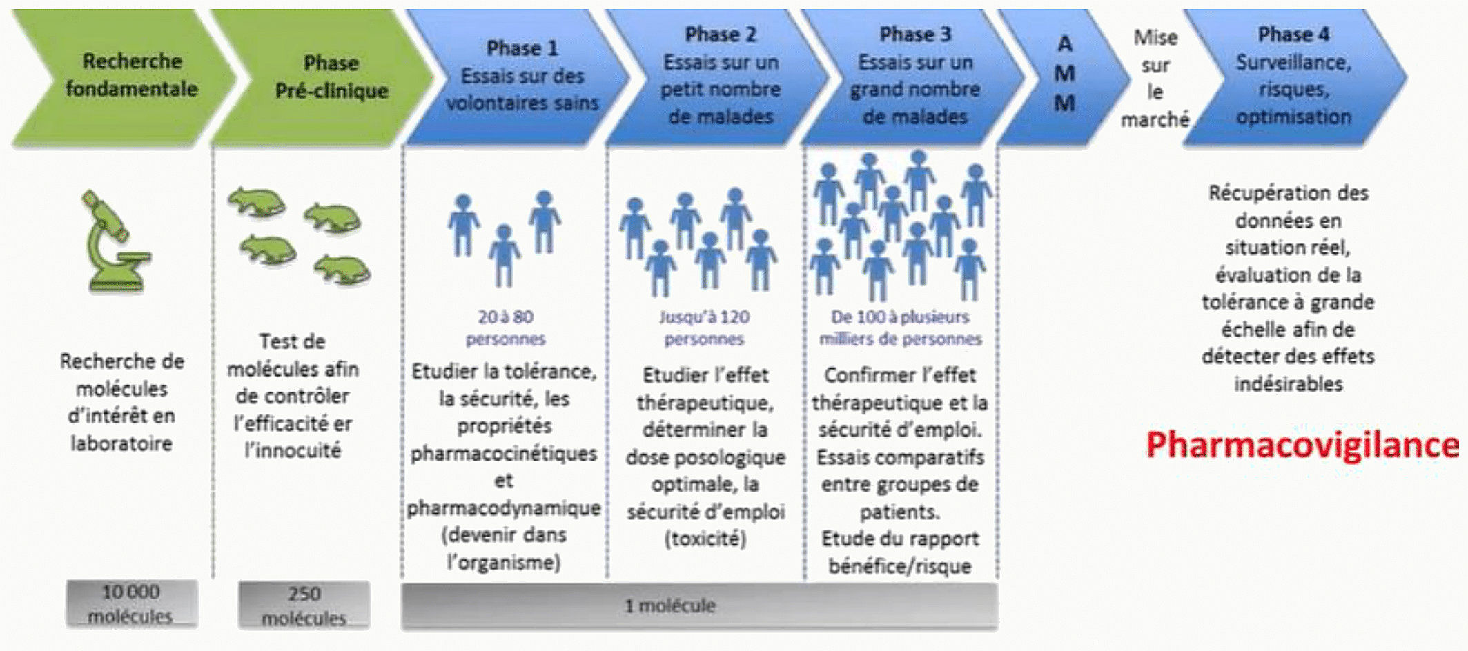 Schéma des phases 1 à 4 du développement du médicament : recherche fondamentale, préclinique, phases 1, 2, 3 chez l'homme avant AMM, phase 4 de pharmacovigilance après mise sur le marché